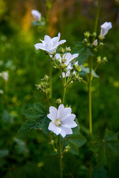 Image of Malva australiana M. F. Ray