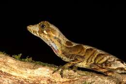 Слика од Anolis scypheus Cope 1864