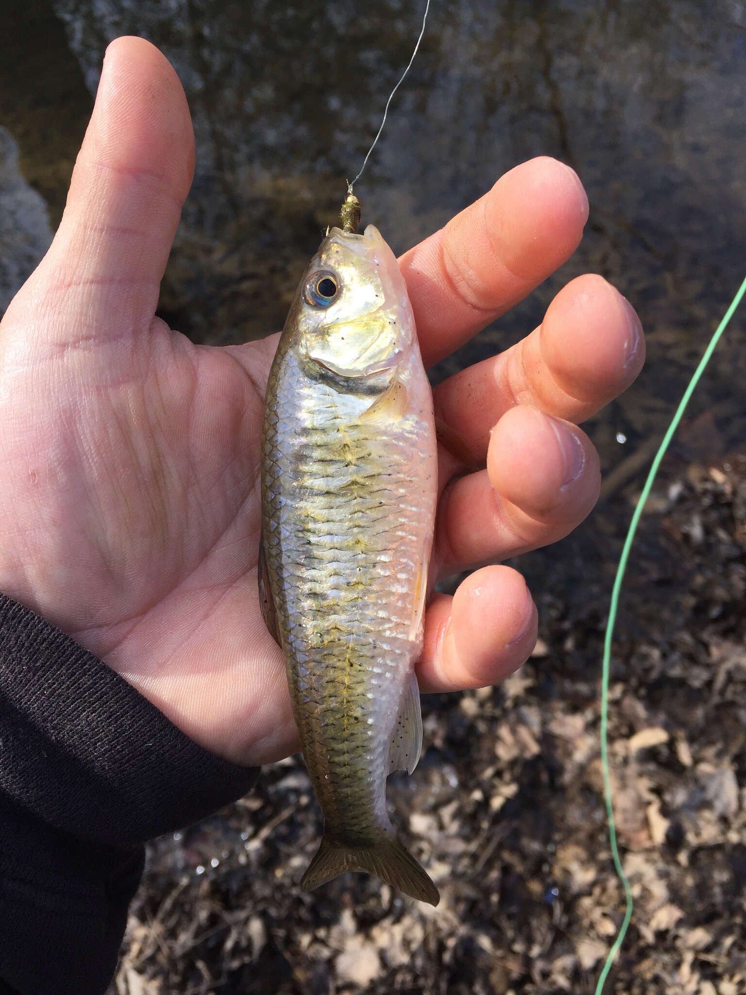 Image of Striped Shiner