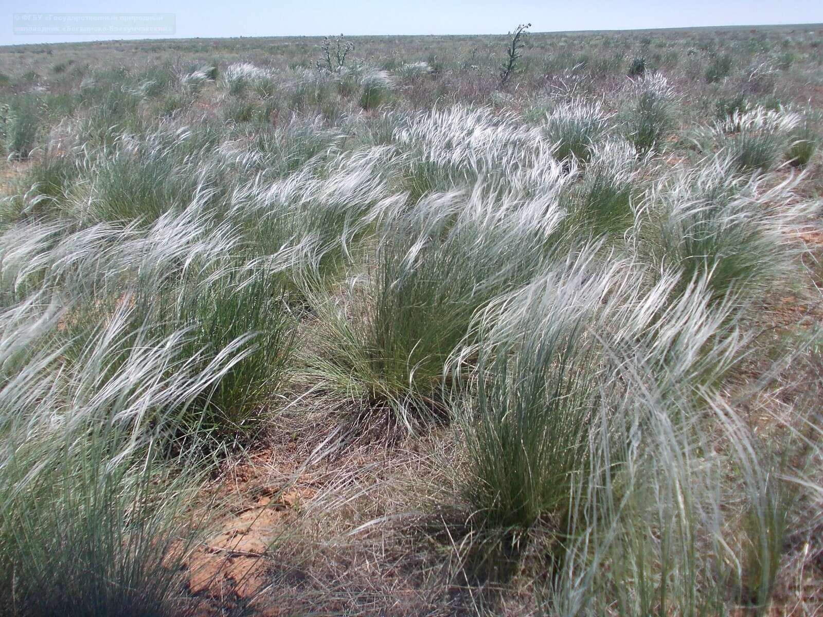 Image of Needle Grass