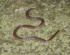 Image of Linne's Dwarf Snake