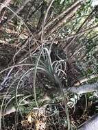 Tillandsia exserta Fernald resmi