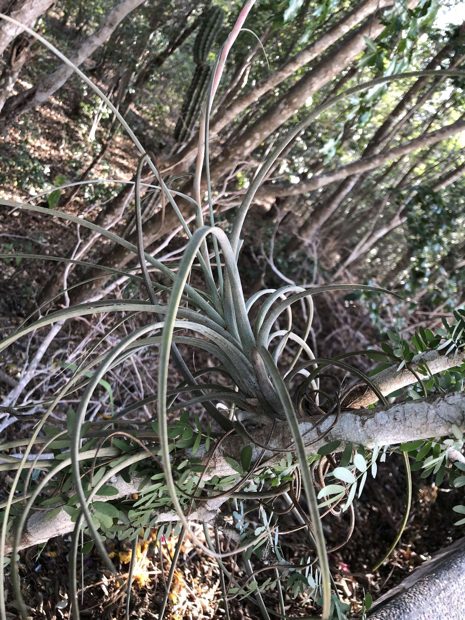 Tillandsia exserta Fernald resmi