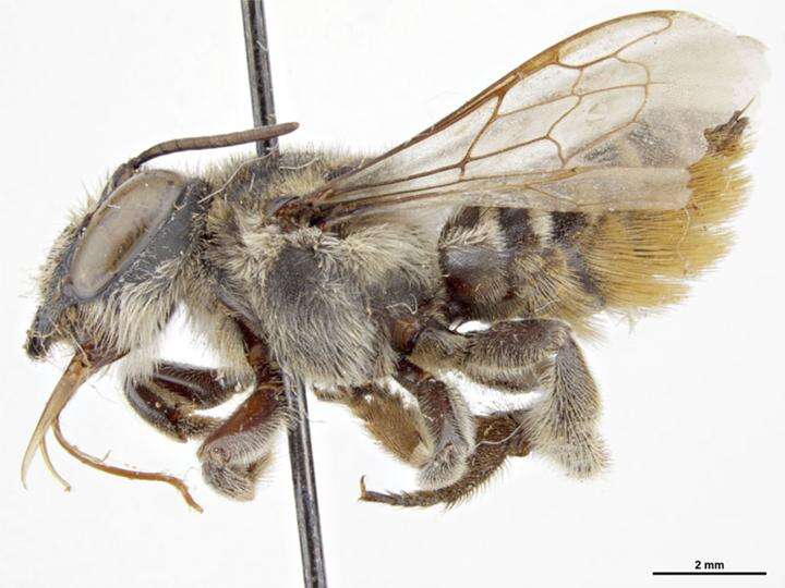 Imagem de Megachile ignescens Cockerell 1929