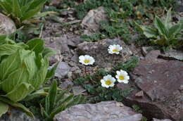 Image of Callianthemum alatavicum Freyn