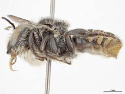 Image of Megachile ignescens Cockerell 1929