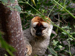 Image of Bennett's Brown Lemur