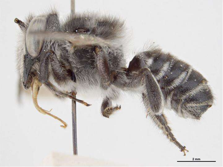 Image of Megachile pictiventris Smith 1879