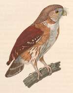 Image of Brazilian Pygmy-Owl