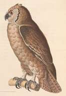 Bubo lacteus (Temminck 1820)的圖片