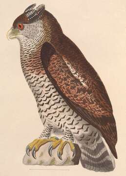 Image of Barred Eagle-Owl