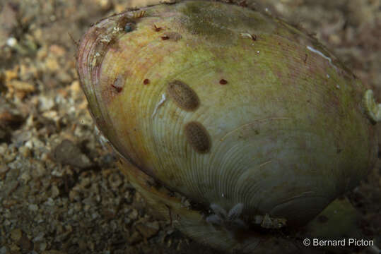 Image of coat-of-mail chiton