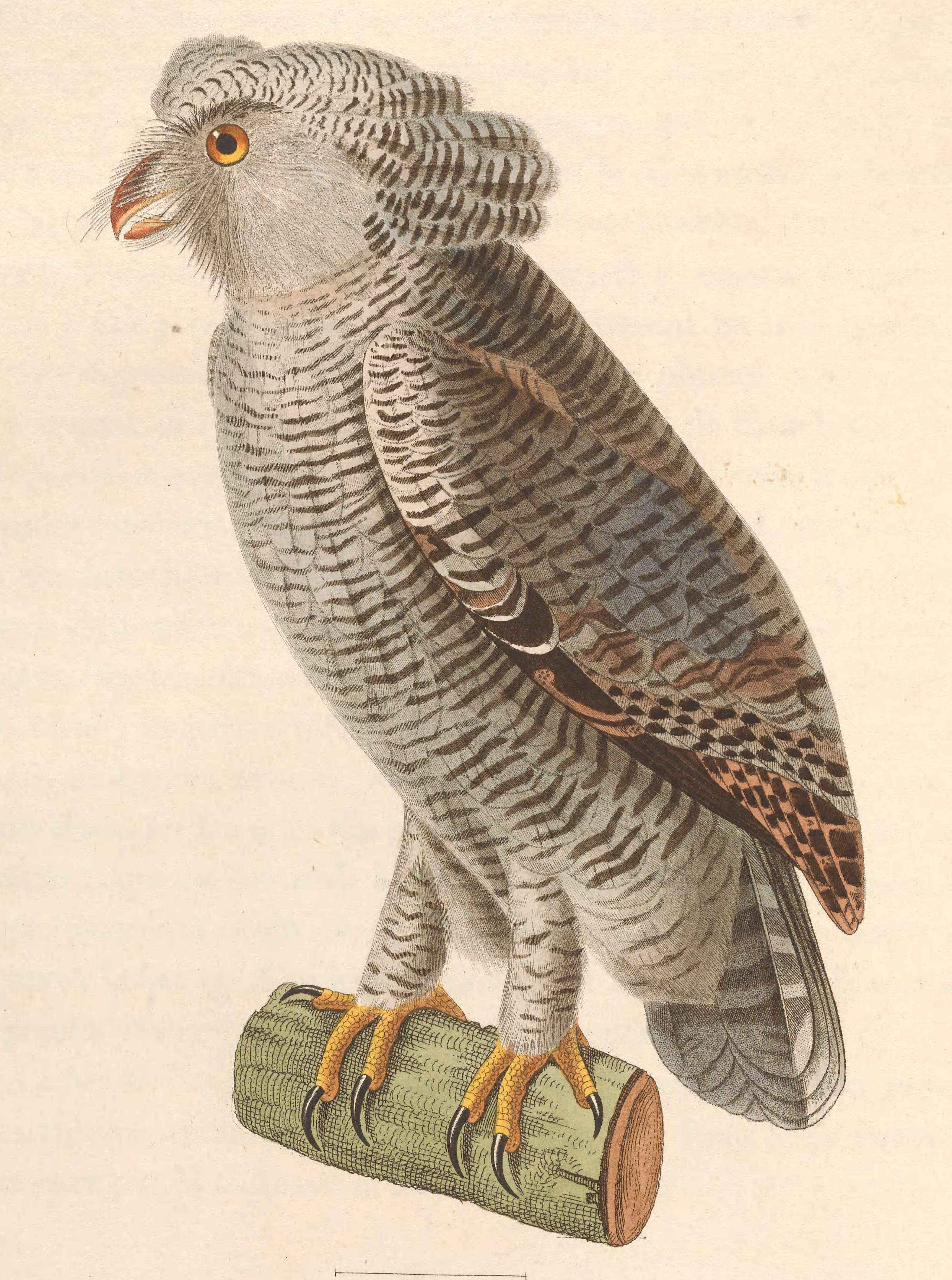 Image of Barred Eagle-Owl