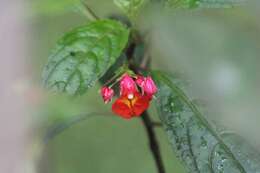 Image of Impatiens phoenicea Bedd.