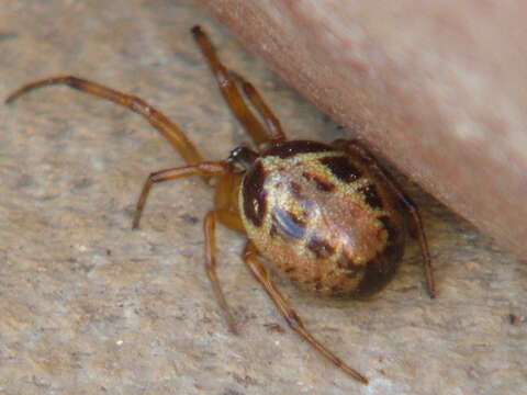 Image of Steatoda