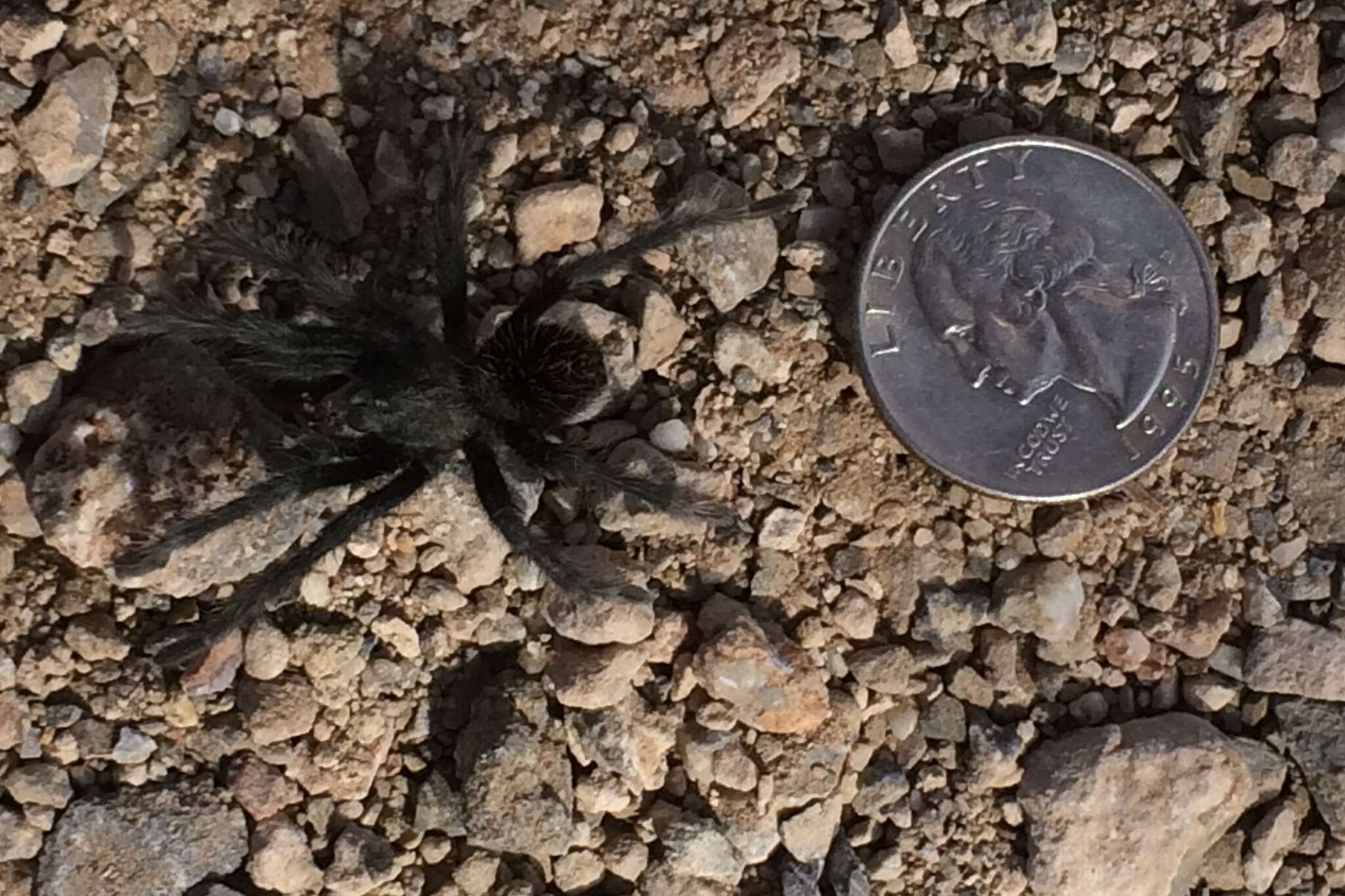 Image of Aphonopelma saguaro Hamilton 2016