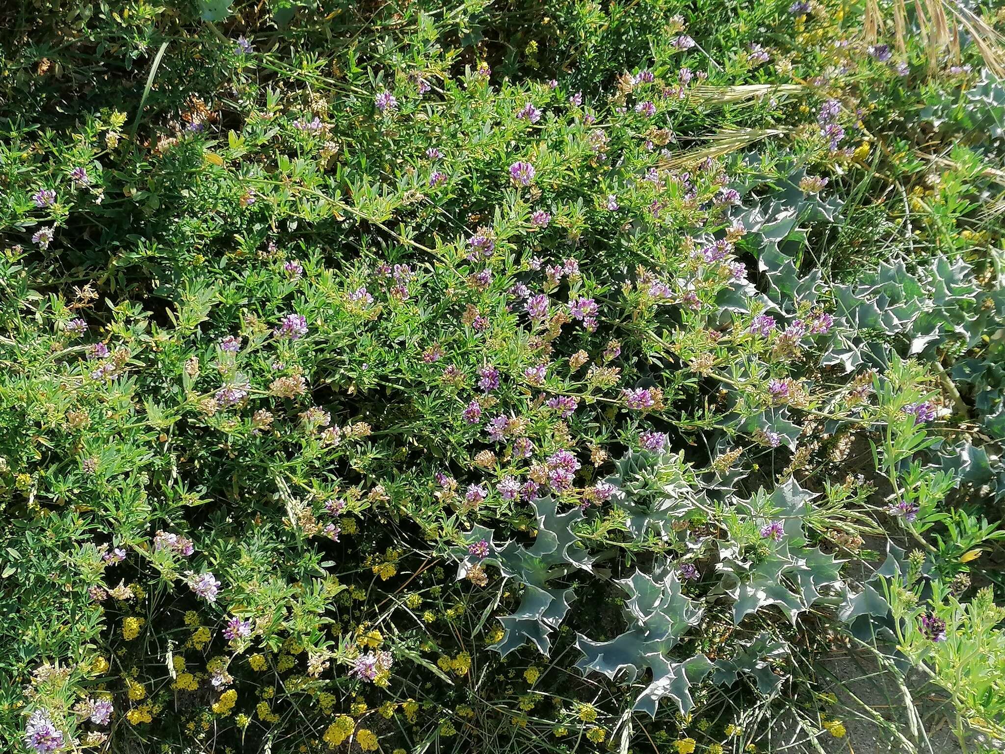 Image of alfalfa