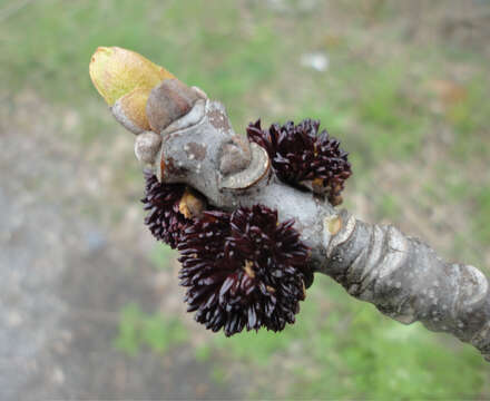 Image of American Ash