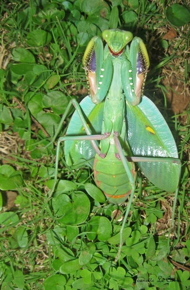 Image of African mantis