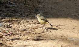 Image of Yellow Thornbill