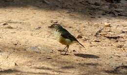 Image of Yellow Thornbill