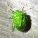 Image of Juniper Stink Bug