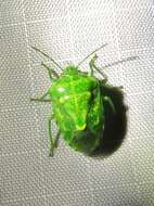 Image of Juniper Stink Bug