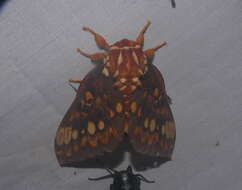 Image of Citheronia equatorialis Bouvier 1927