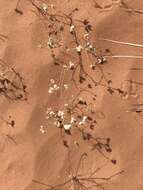 Image of sanddune ipomopsis