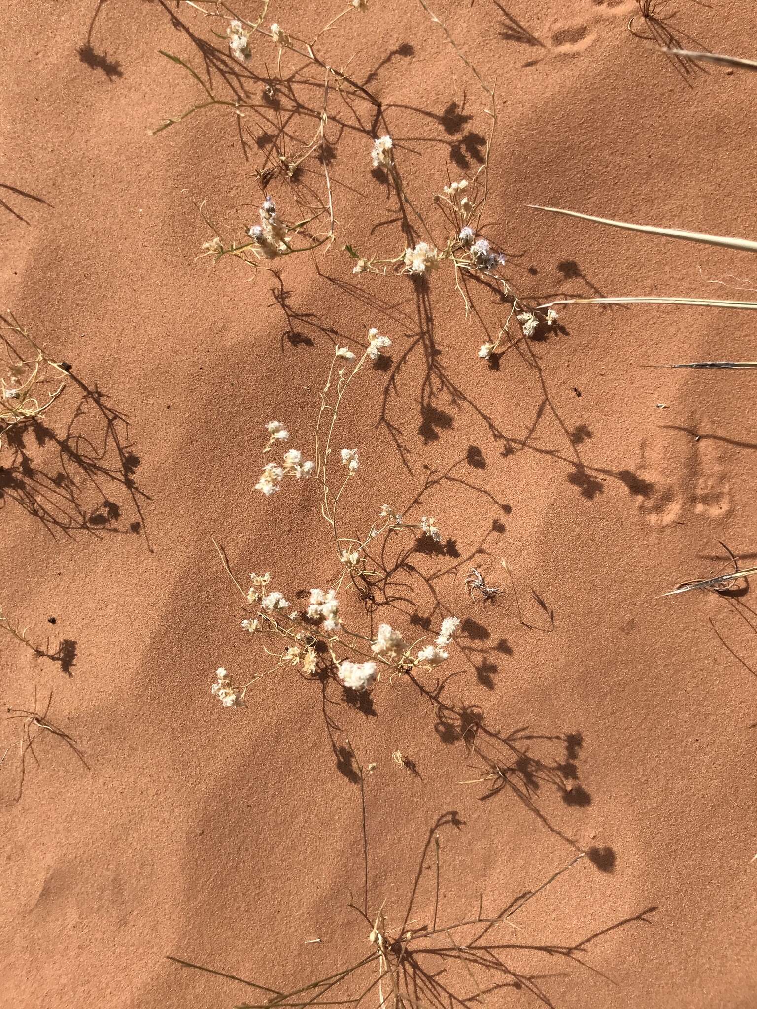 Image of sanddune ipomopsis