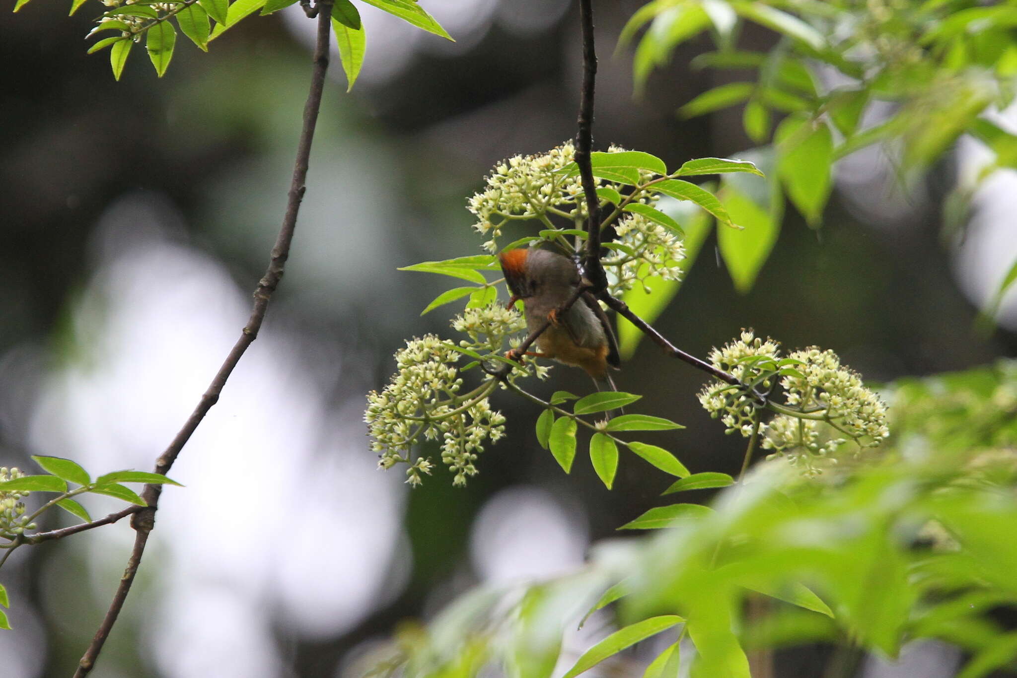 Image of Rufous-vented Yuhina