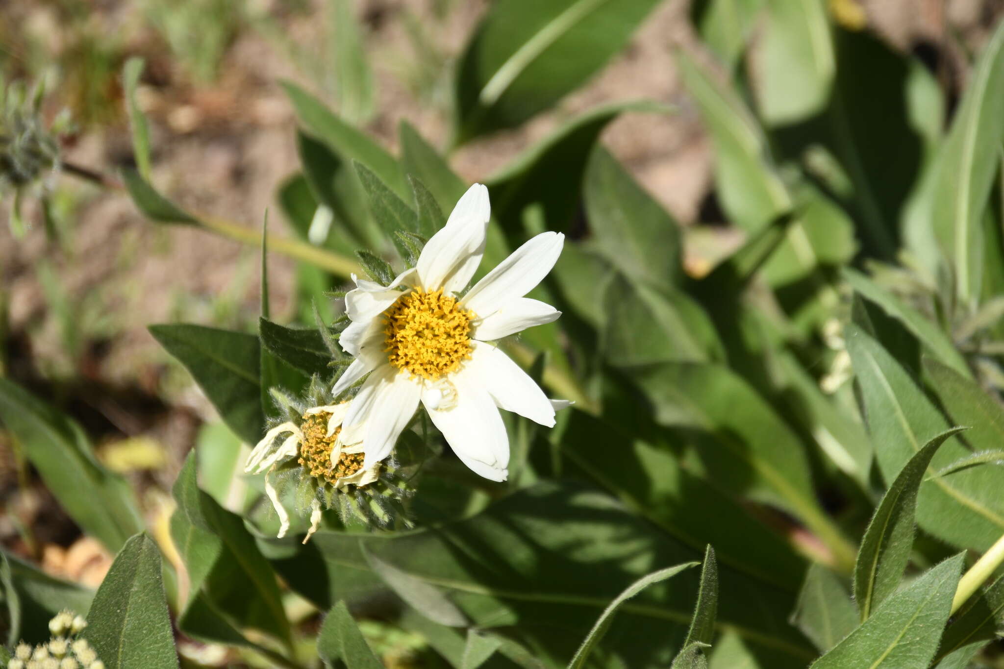 Image of White-Ray Mule's-Ears