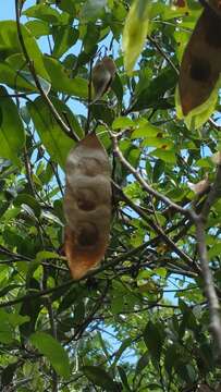 Image of Dalbergia bracteolata Baker