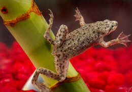 Image of African dwarf frog