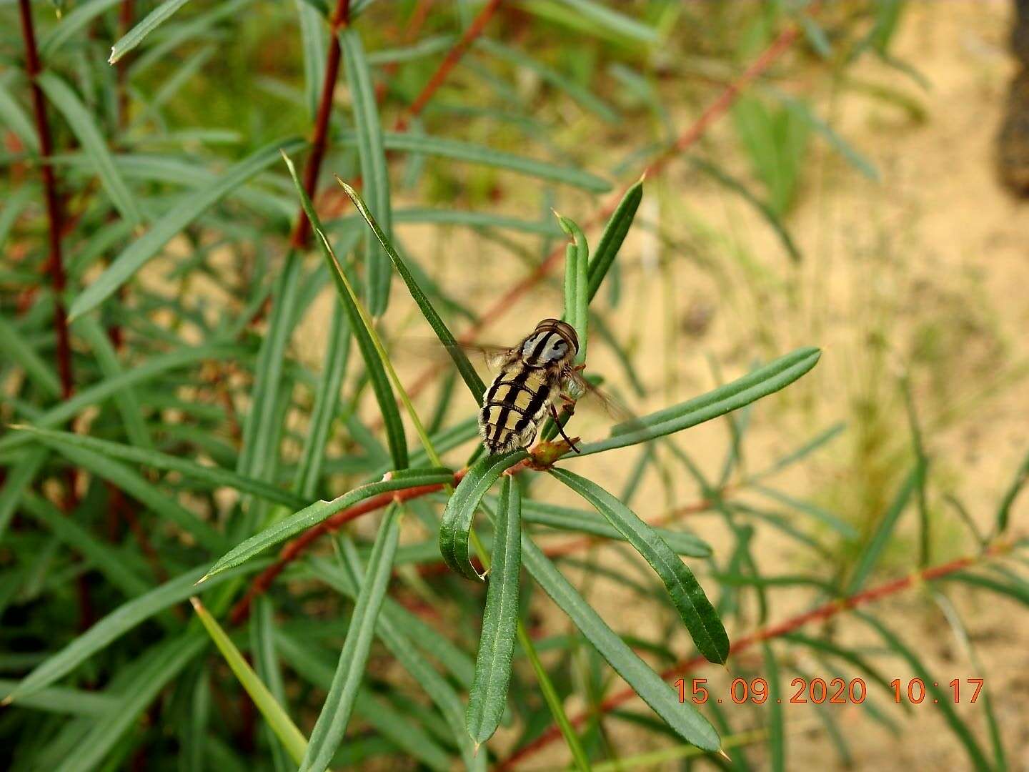 Trichophthalma bivittata (Westwood 1835)的圖片