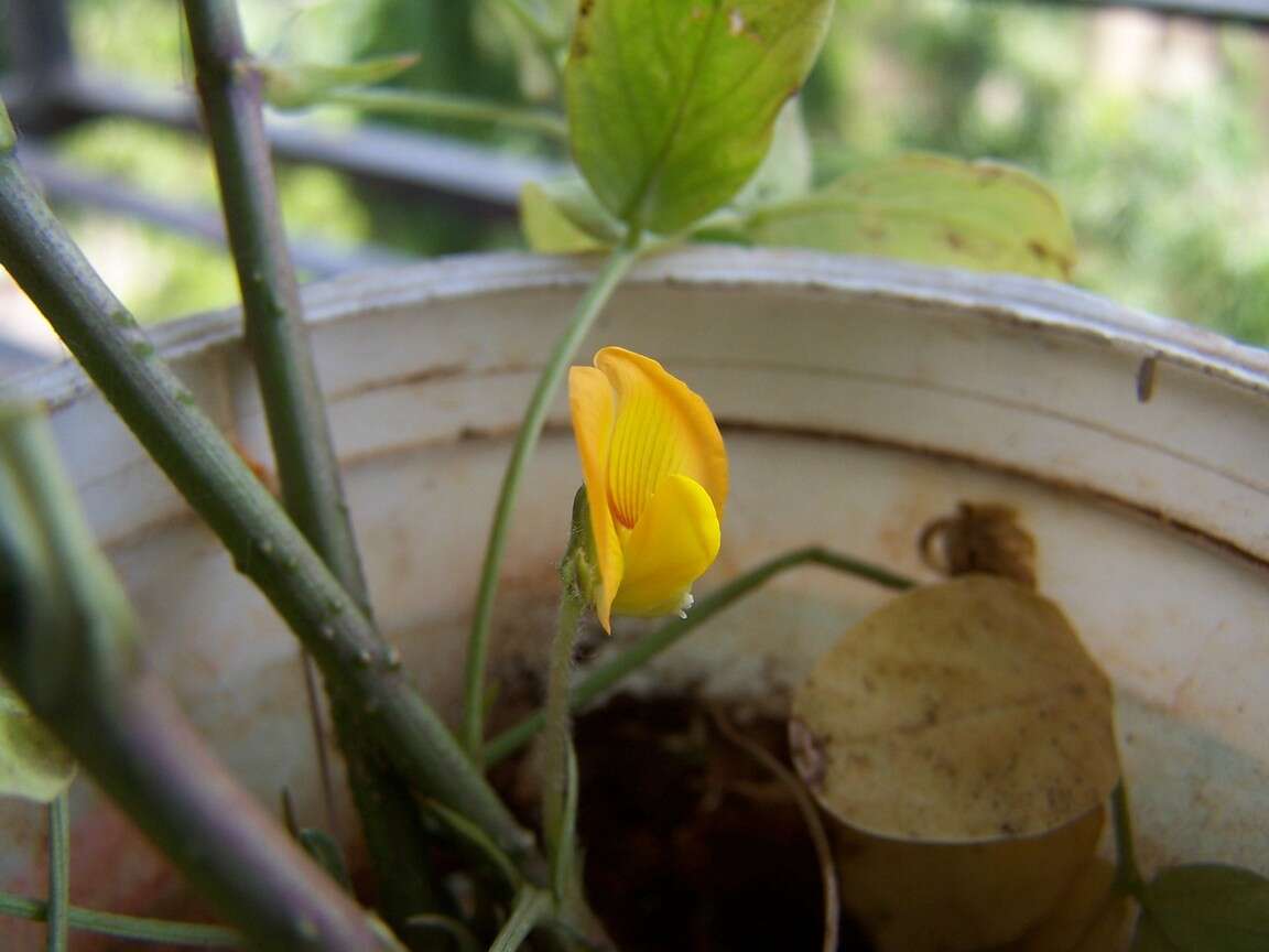 Plancia ëd Arachis hypogaea L.