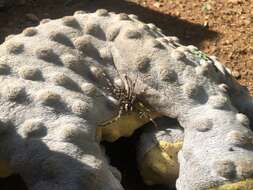 Image of Whitebanded Fishing Spider