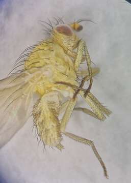 Image of Meiosimyza subfasciata (Zetterstedt 1838)