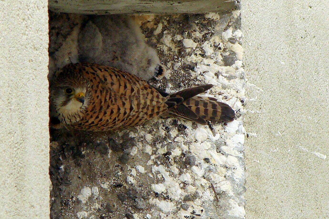 Image of kestrel, common kestrel