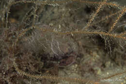 Image of branched antenna hydroid