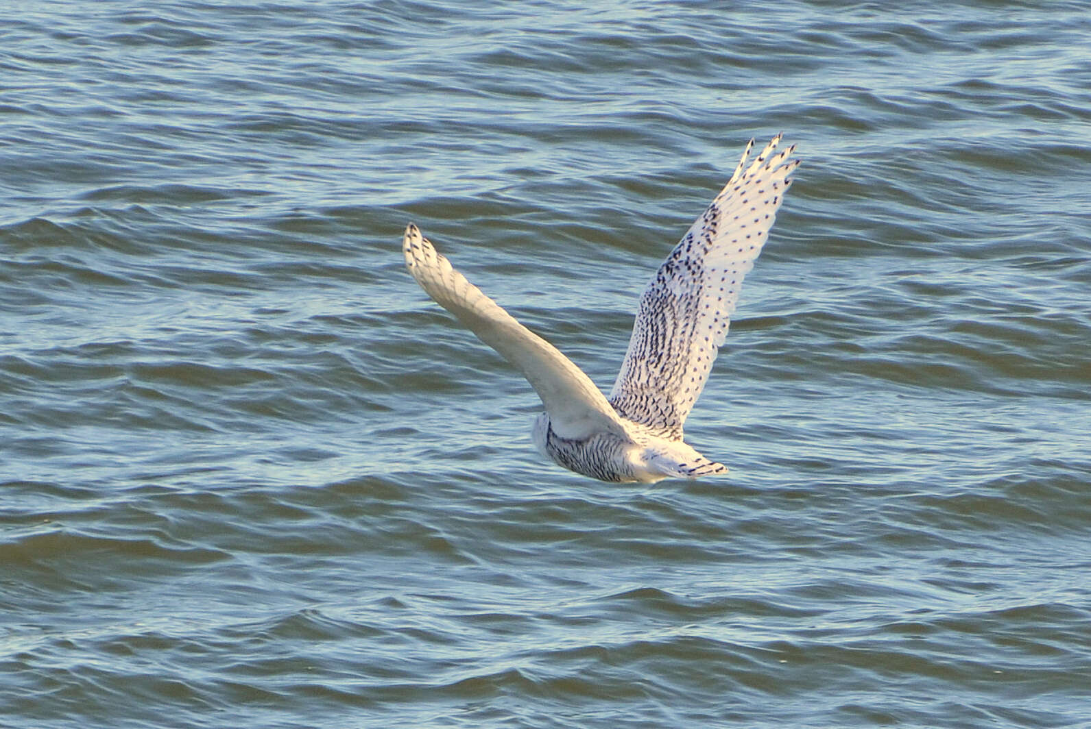 Image of Snowy Owl