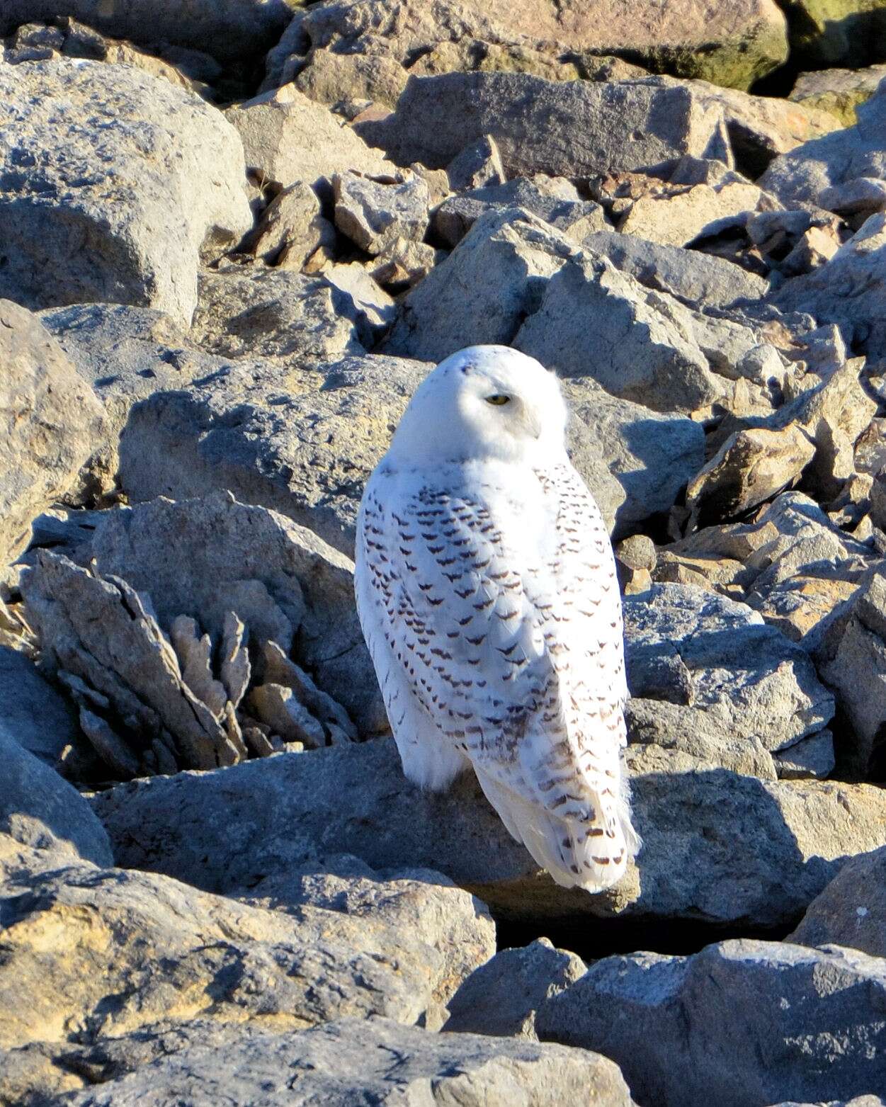 Image of Snowy Owl