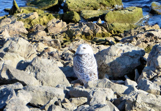 Imagem de Bubo scandiacus (Linnaeus 1758)