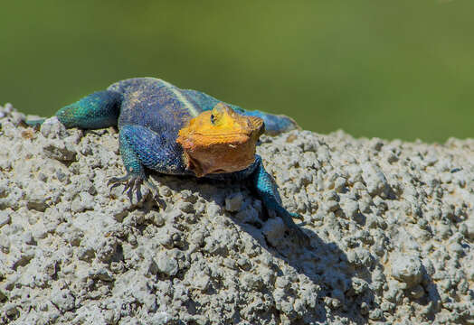 صورة Agama lionotus Boulenger 1896