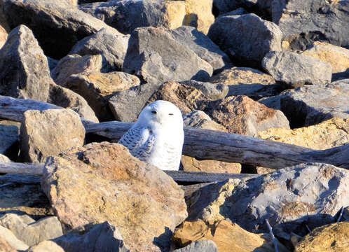 Image of Snowy Owl