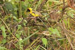 Image of Red-winged Prinia