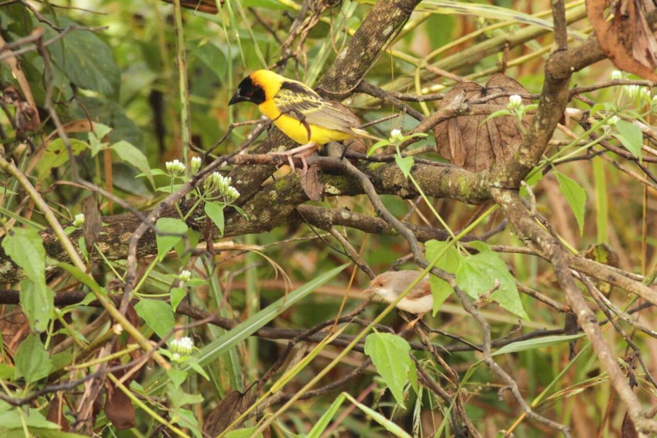 Imagem de Prinia erythroptera (Jardine 1849)