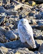 Image of Snowy Owl