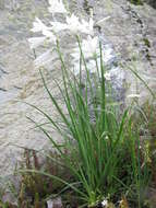 Image of St. Bruno's Lily