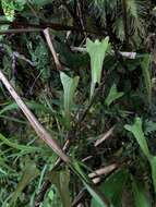 Image of Dioscorea hamiltonii Hook. fil.